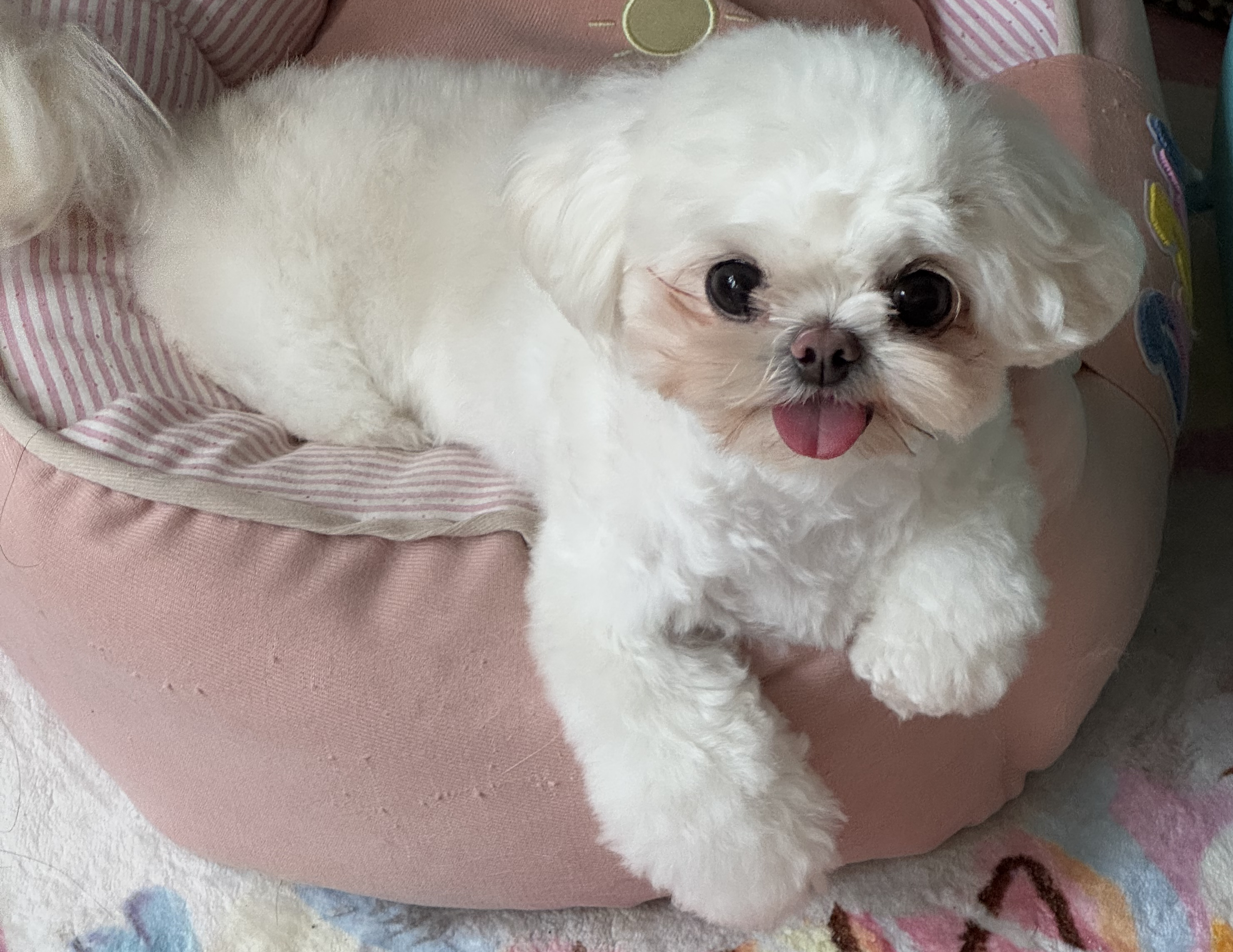 小狗